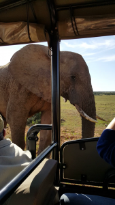 Elephant close up 2