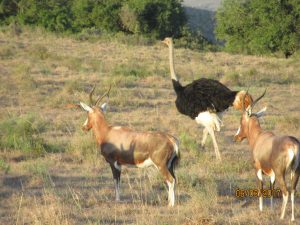 Game Drive 1