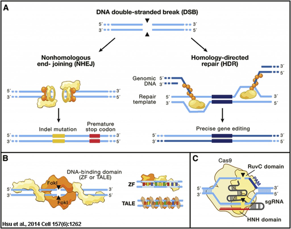 Dellaire Lab Research – 3