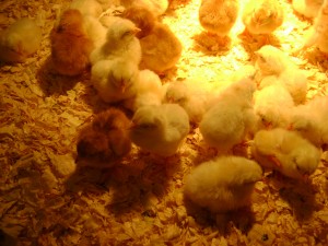 Chicks, always cute!