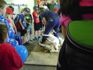 Sheep shearing