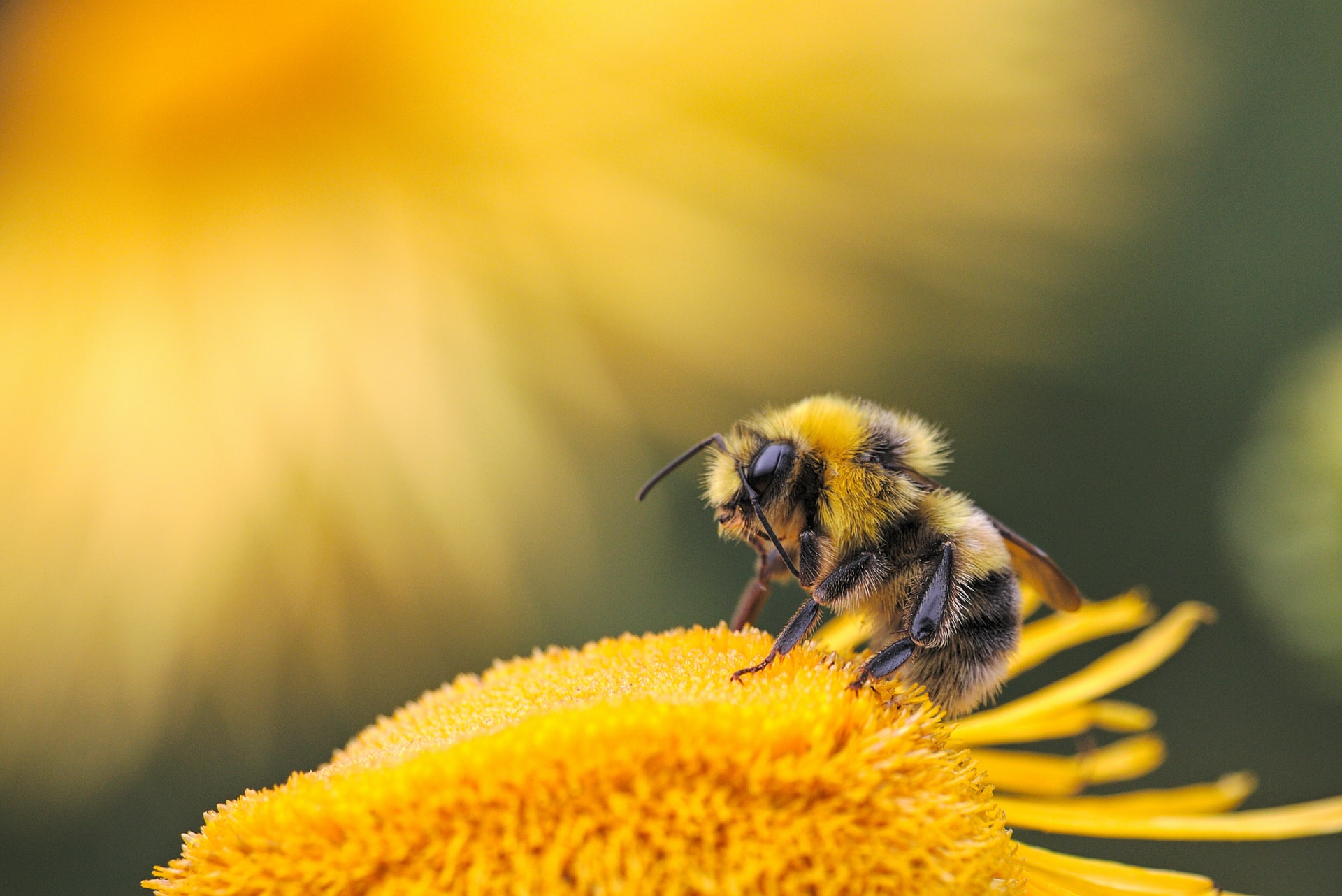 The Butt-waving Of The Japanese Honeybee, And The Dark Promise ...