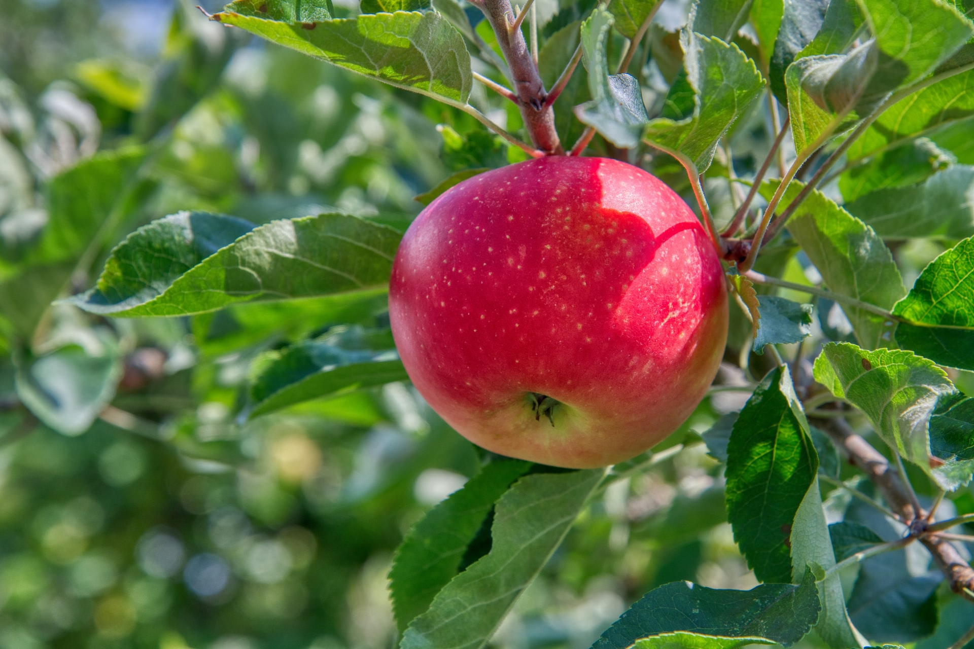 Solving the Honeycrisp apple ancestry mystery