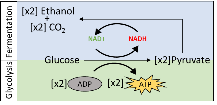 Glycolysis and Fermentation (updated) 