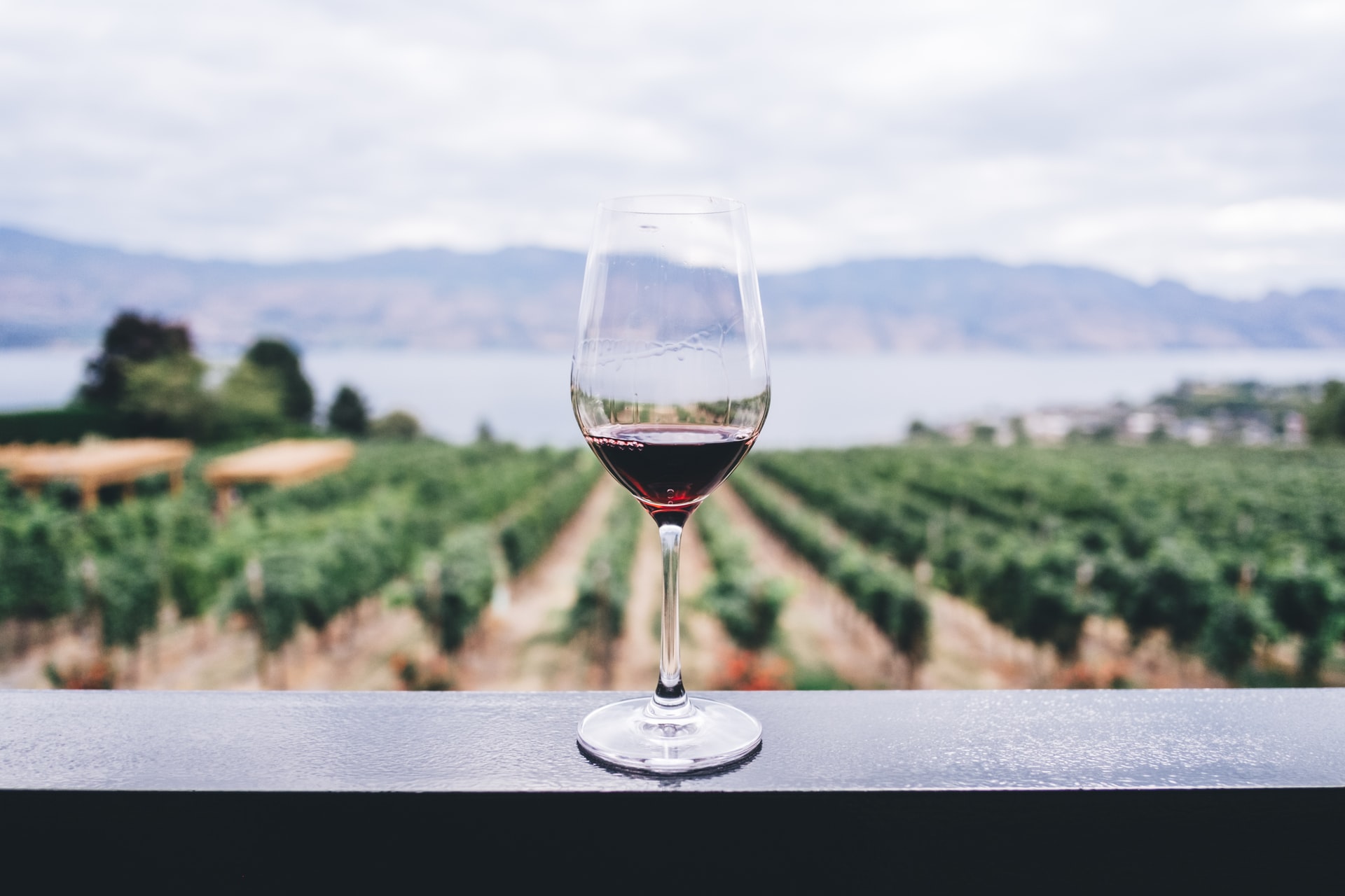 A wine glass overlooks a vineyard in Okanagen Valley, British Columbia