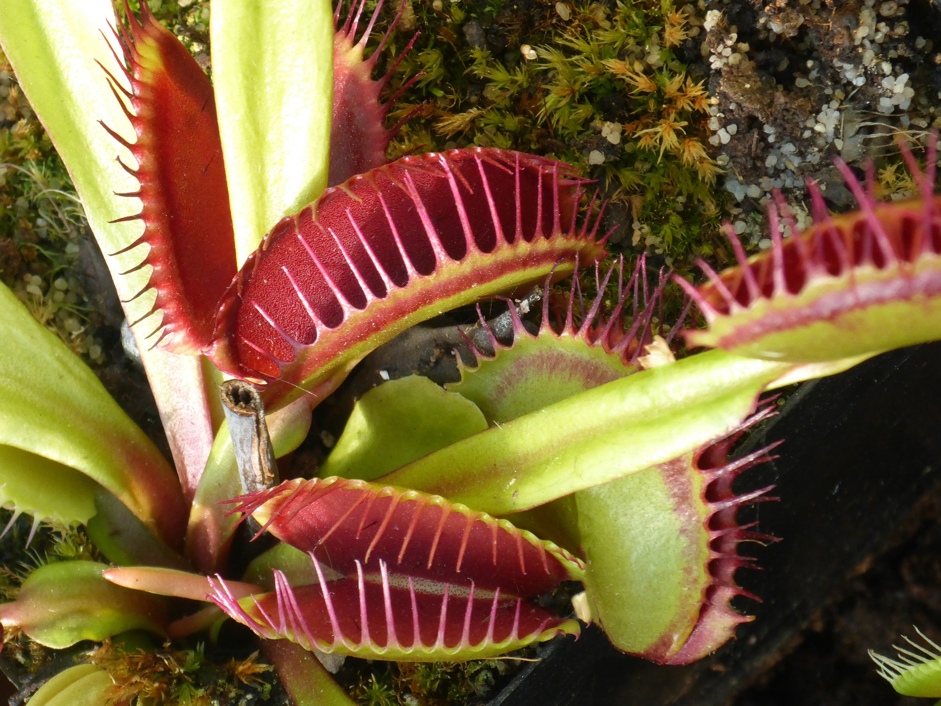 How Do Venus Fly Traps Move